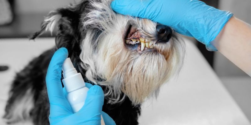 Brushing Puppy Teeth: Essential Dental Care for Your Furry Friend