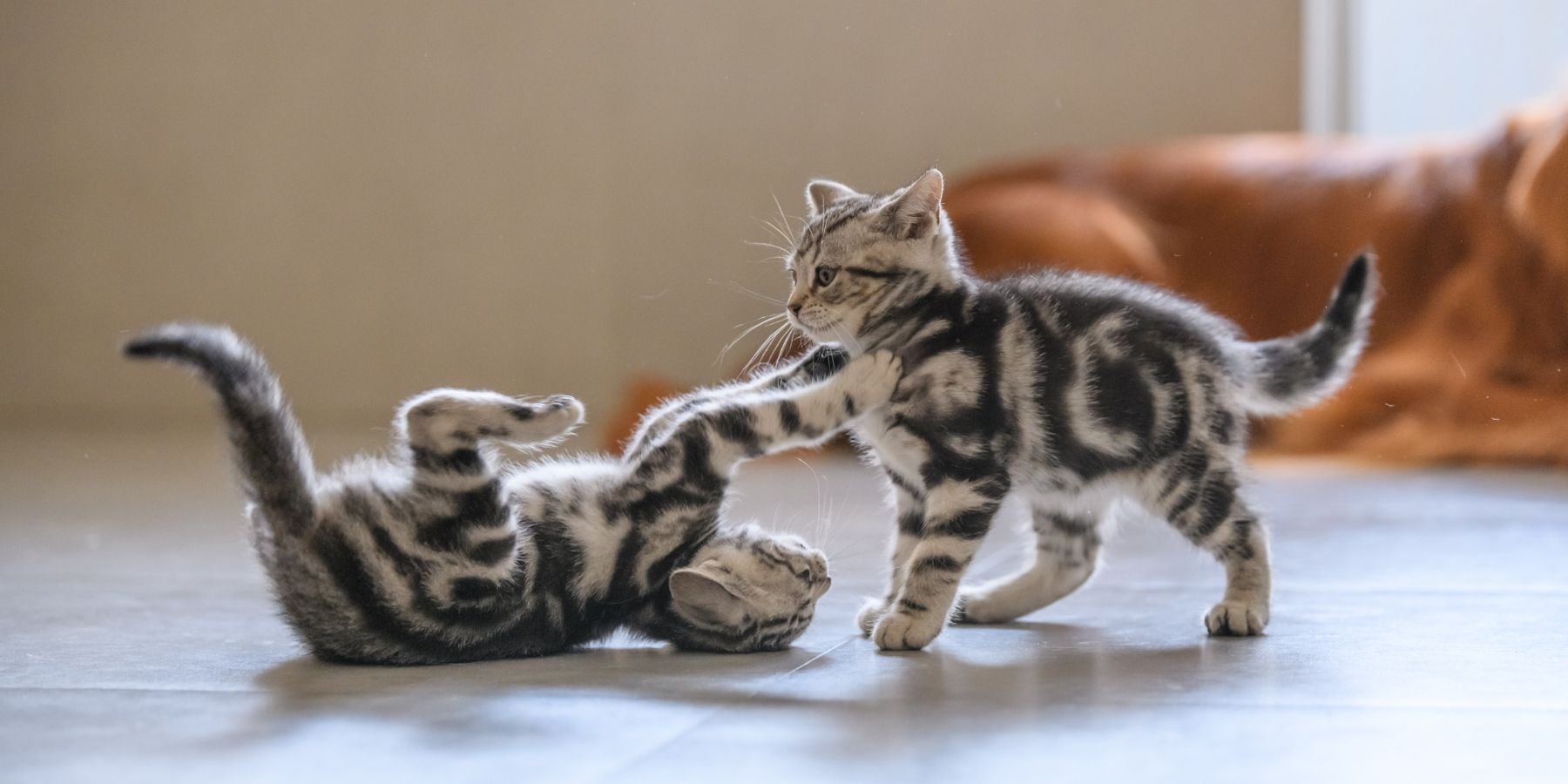 When to Step In During Your Cats' Playtime Tussles